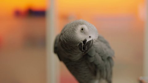 Любимцы: Миша меняет попугаев
